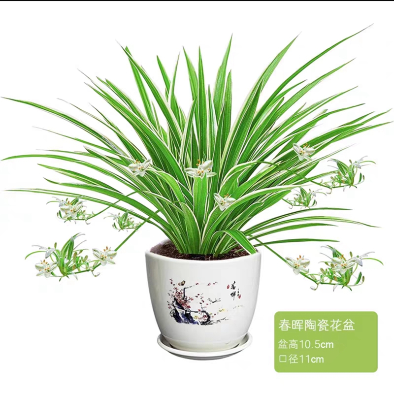 【补贴10%】金边吊兰盆栽花卉植物室内花净化空气绿植水培垂吊客厅甲醛阳台 金边吊兰+春晖陶瓷盆+肥