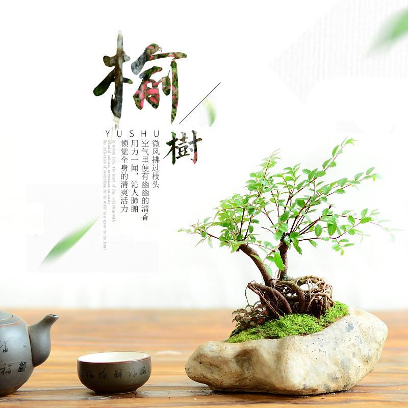 小叶榆树盆景 室内抗辐射植物盆栽 净化空气四季常青植物花卉