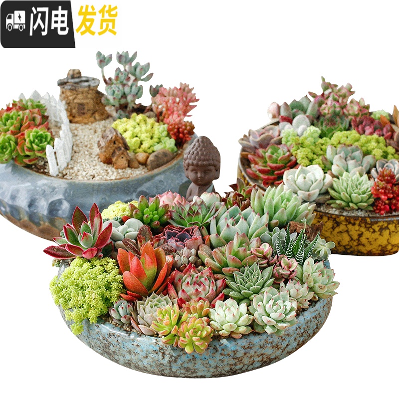 三维工匠大口径多肉花盆陶瓷粗陶透气特大号肉肉植物组合拼盘 [9.9] 大花盆容器高清大图