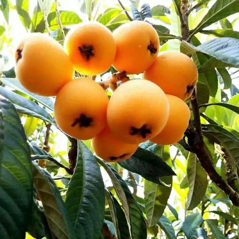 顺丰直发四川米易枇杷2斤中果单果1725g陈小四水果新鲜水果生鲜水果