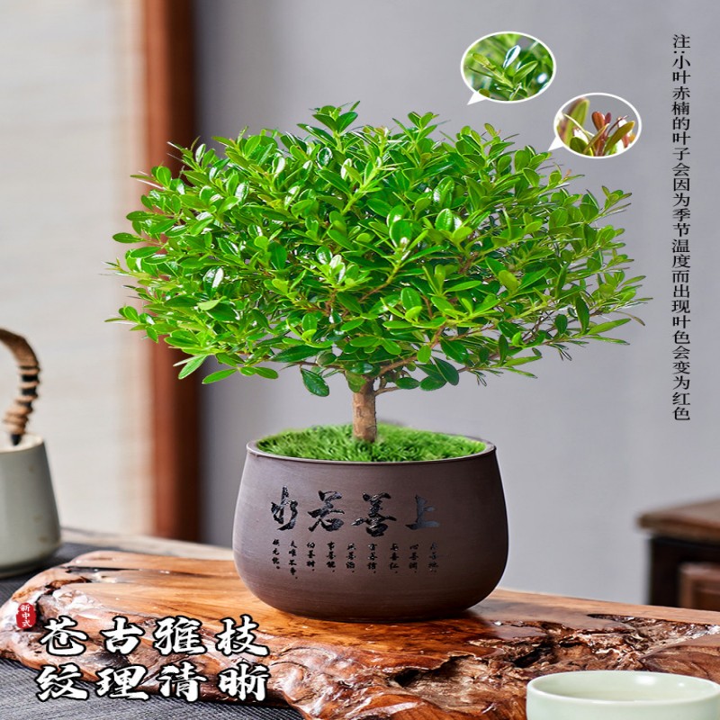 苏宁 龙云天盾 小叶赤楠盆栽老桩植物苔藓小叶赤楠+冰釉浅蓝陶瓷盆+肥料+送底托高清大图