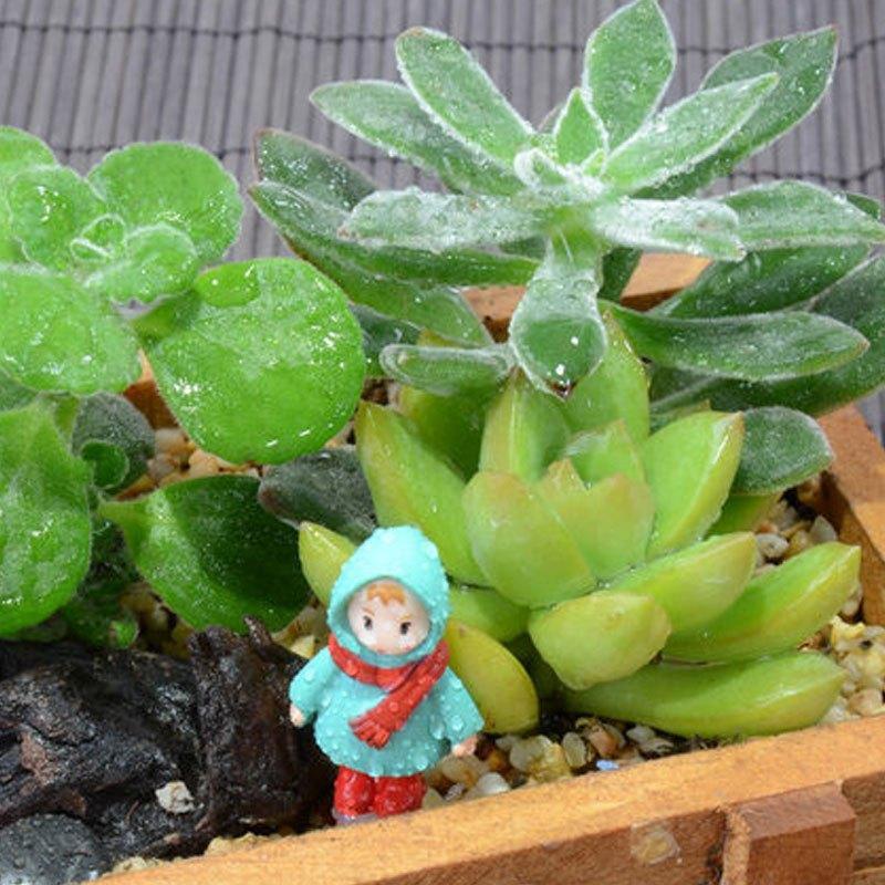 （含盆）创意多肉植物组合套装家居办公室桌面绿植盆栽微景观diy送女朋友生日礼品生活日用园艺用品花卉绿植盆栽