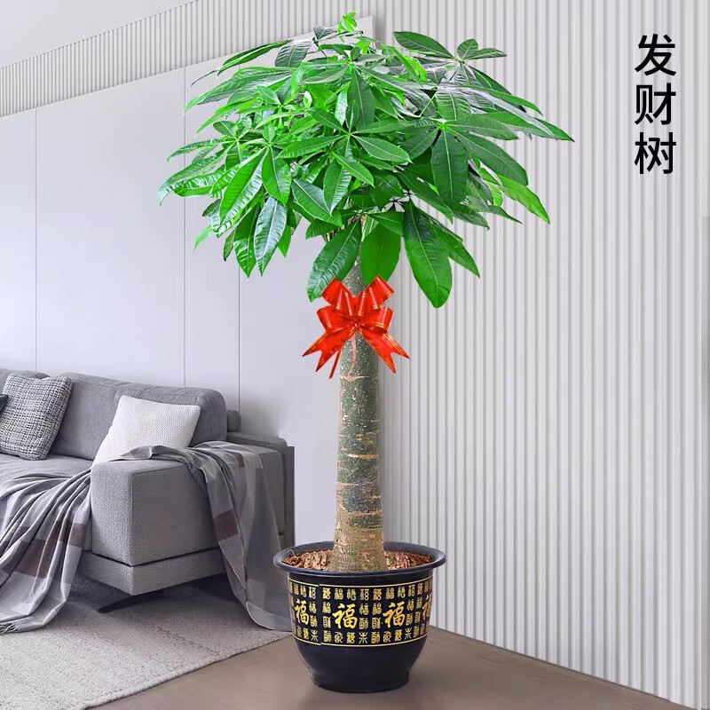 云帆达单杆发财树含盆(株)