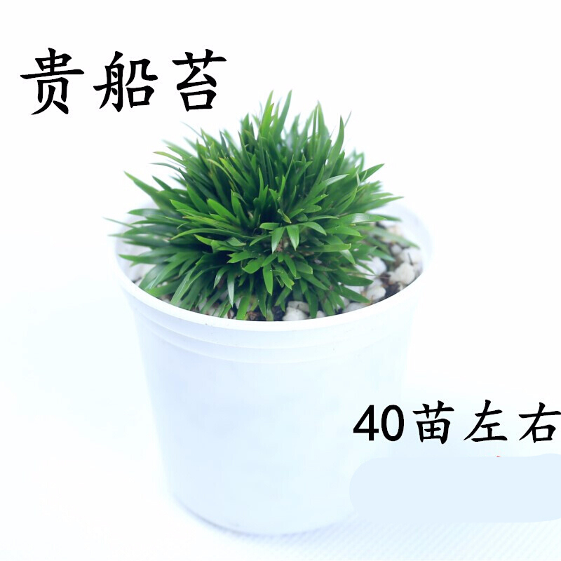 菖蒲 菖蒲微型盆景金钱贵船苔金姬蝉小川虎须随手香绿植盆栽m5 五年贵船苔老桩 带盆栽好