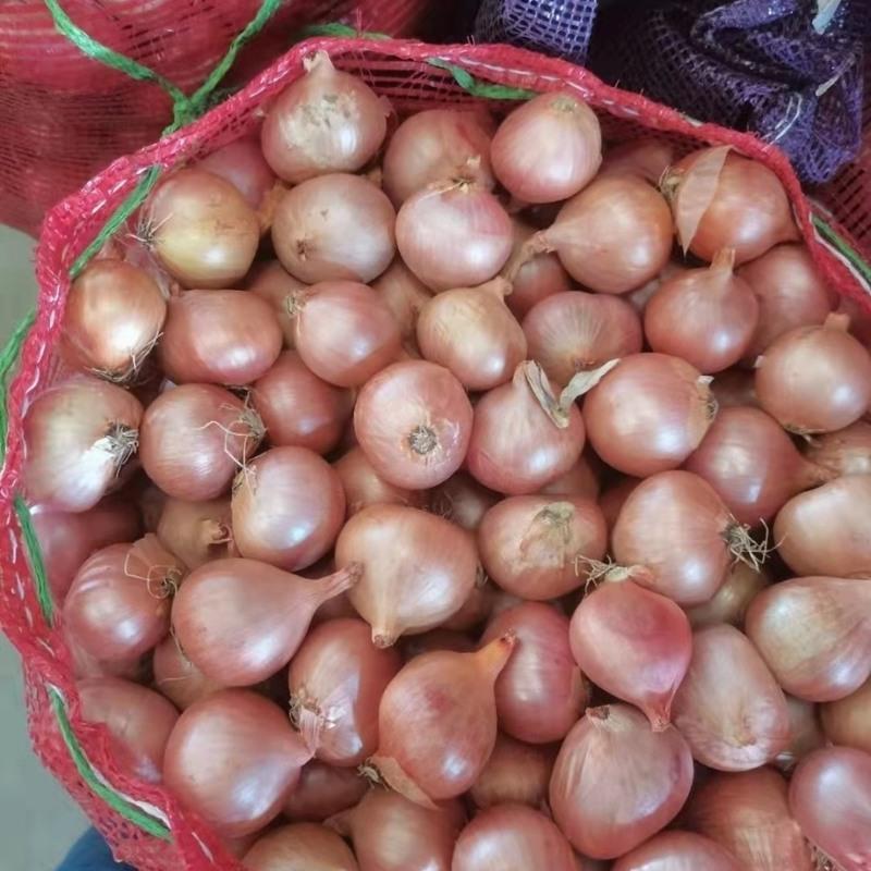 赛卡伊东北毛葱农家种植新鲜葱头鬼子葱小洋葱大葱农安特产产地毛葱