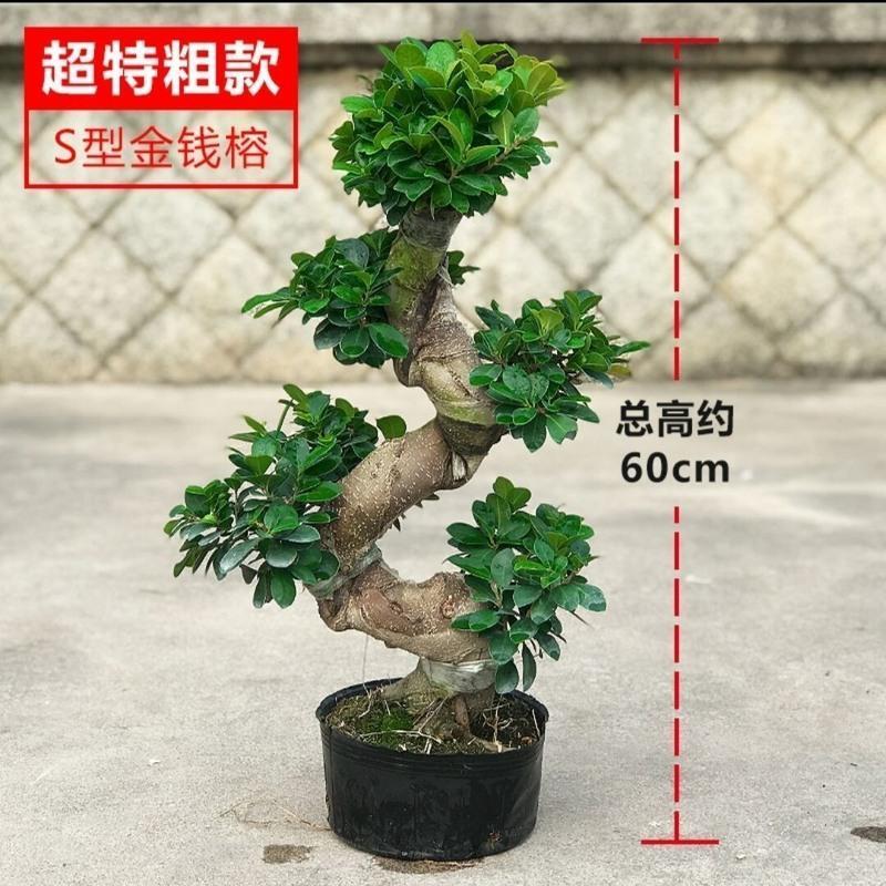 アウター ジャケット 利根さび石 盆栽鉢 植木鉢 鞍馬石 | mts-solutions.fr