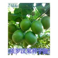 绿植绿植罗汉果种子罗汉果种苗罗汉果种植介绍罗汗果种子爬藤果树51-200粒6毛1粒不含盆
