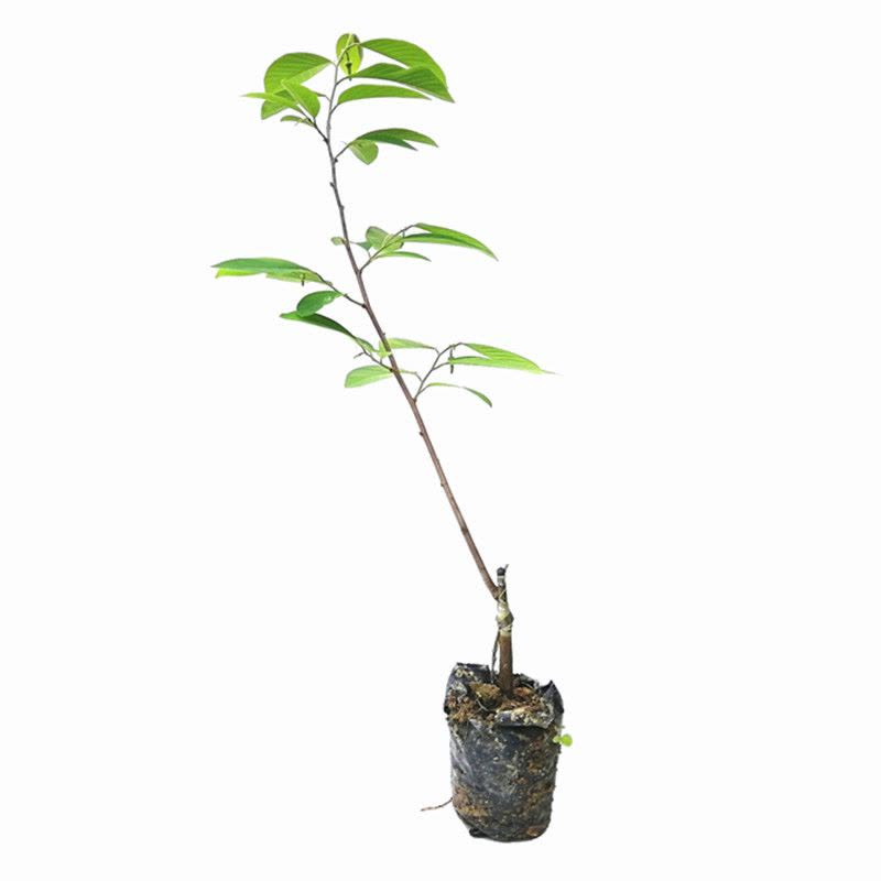 释迦果树特大台湾释迦果苗凤梨嫁接树苗果苗佛头果番荔枝赖球果图片