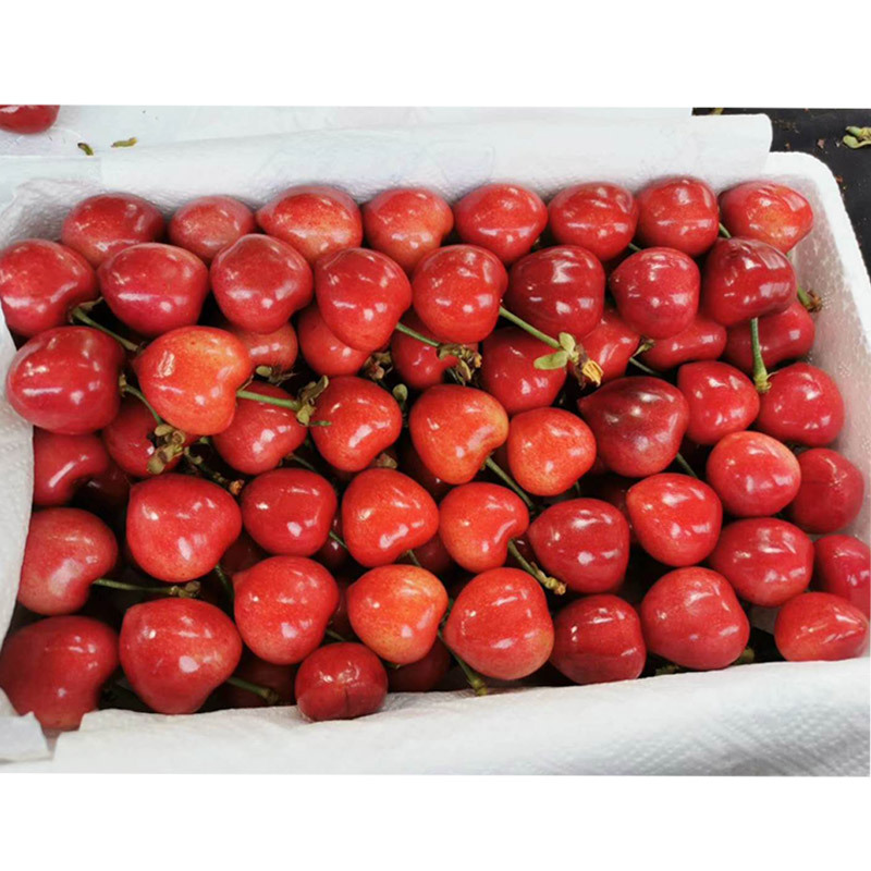 新鲜车厘子大樱桃 2斤(净重1.8斤)JJJ 30-32mm 樱桃 新鲜水果 生鲜水果 陈小四水果