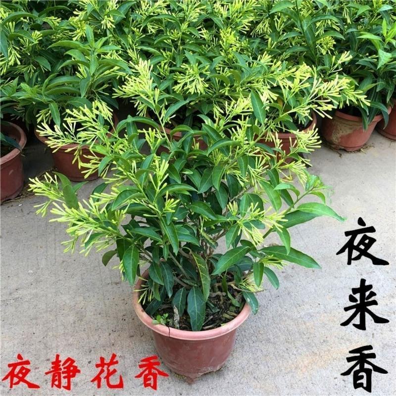 夜来香3年苗(当年开花) 原土球发货 夜来香盆栽绿植驱蚊植物夜香花夜兰香夜丁香千里香浓香型花卉花苗