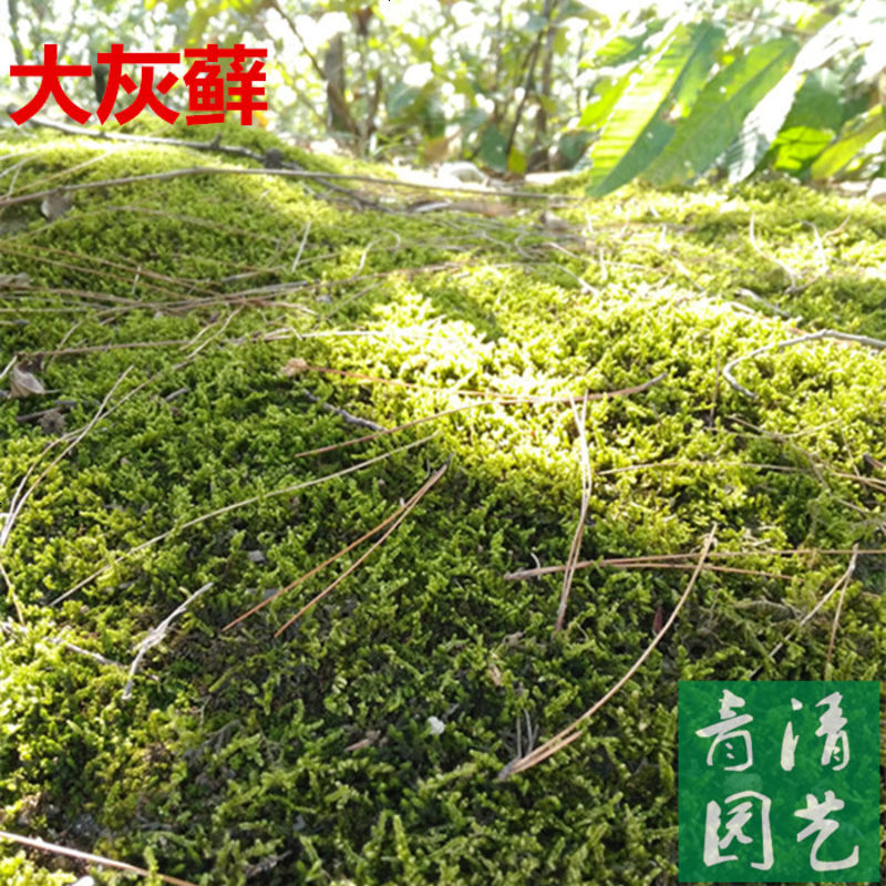鸿盾园艺用品鲜活苔藓植物青苔水苔盆景装饰微景观瓶种子兰花乌龟假山铺面 价格图片品牌报价 苏宁易购新创家居专营店