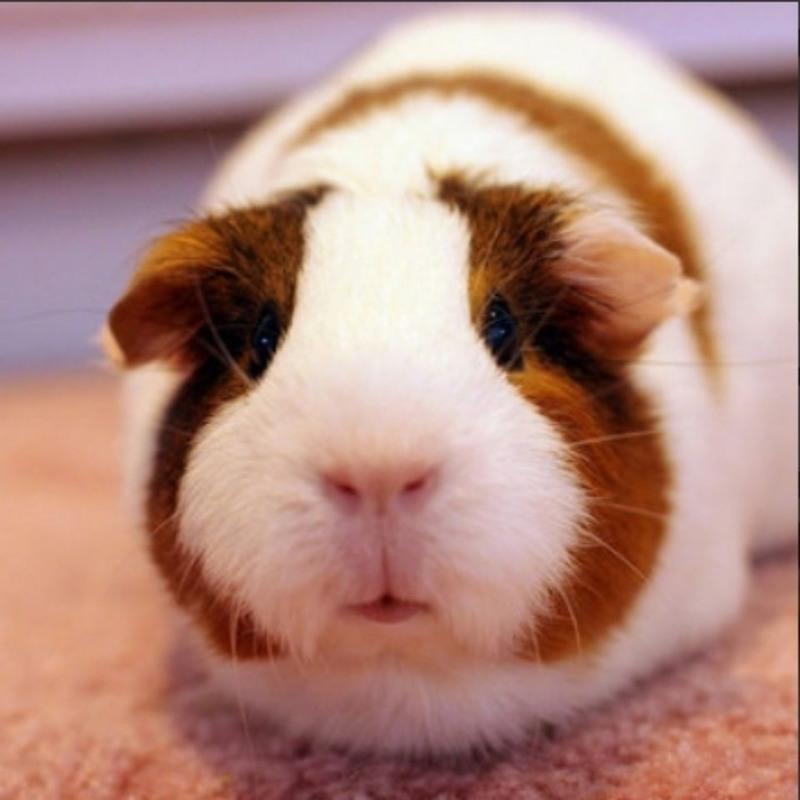 荷兰猪荷兰鼠活体兔子豚鼠粮龙猫饲料用品宠物小型宠物天竺鼠豚鼠一只