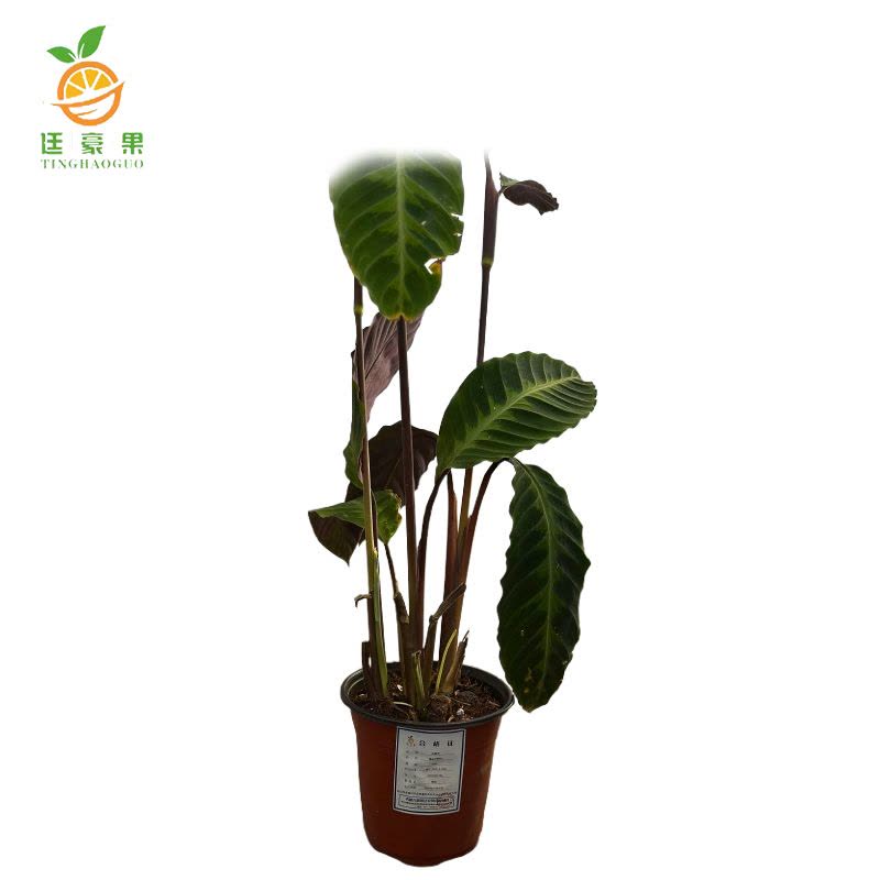 廷豪果 精品天鹅绒 60cm图片