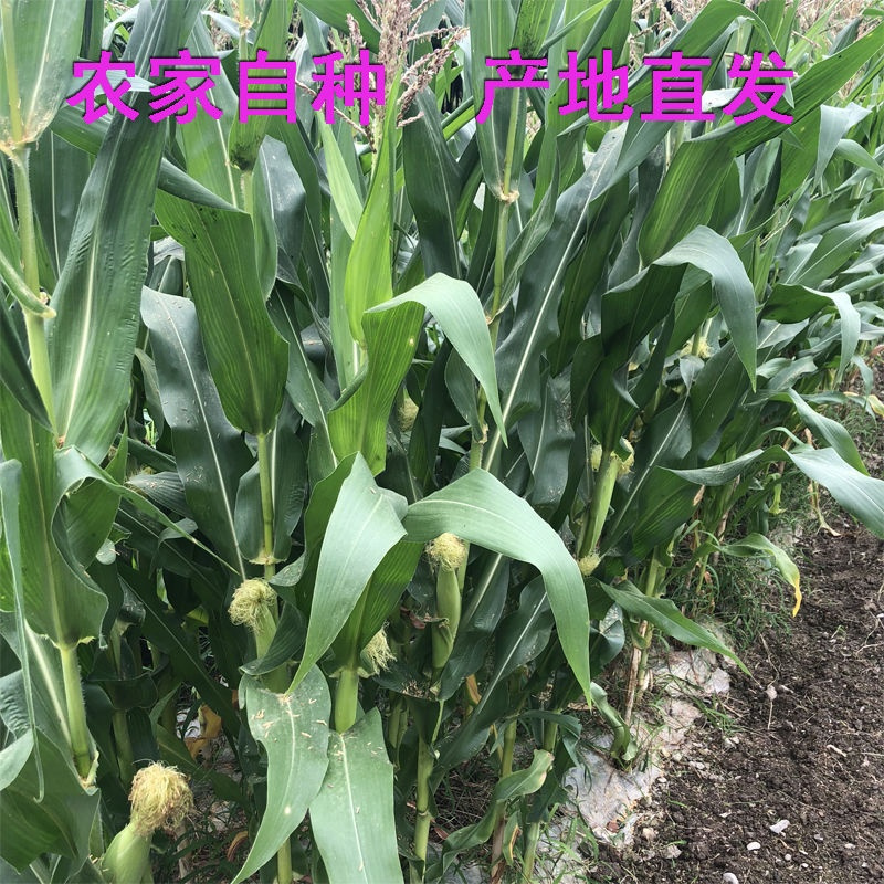 白糯玉米5斤(7-10个)左右 现发白糯玉米棒新鲜农家自种带壳黏粘玉米非水果甜玉米蔬菜