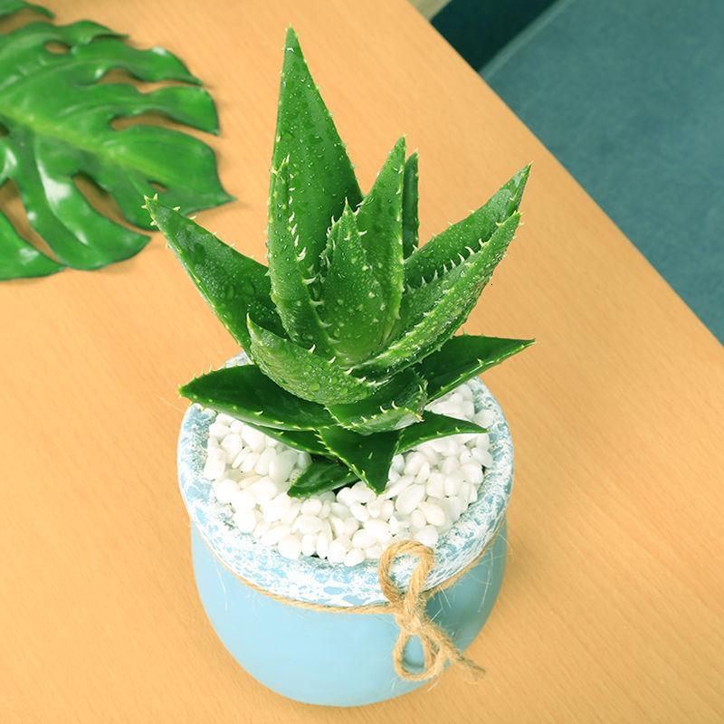 芦荟盆栽办公室绿植室内花卉绿色植物净化空气四季常青芦荟植物