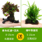 大九叶皇冠草真水草鱼缸装饰懒人水草淡水有茎类中后景性草