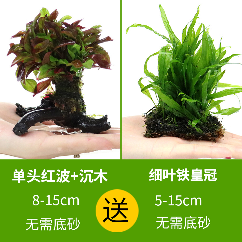 大九叶皇冠草真水草鱼缸装饰懒人水草淡水有茎类中后景性草