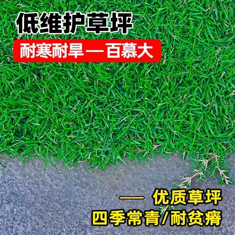 诚智旺 矮生百慕大草籽 净籽/千克高清大图