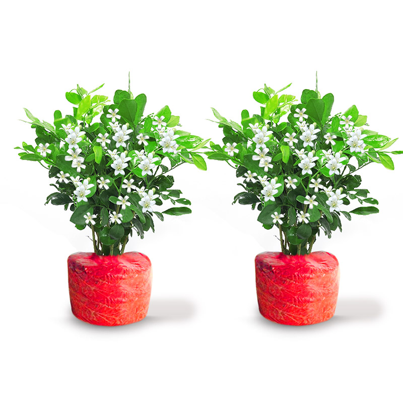 茉莉花苗盆栽带花苞九里香老桩驱蚊花卉植物室内浓香四季开花好养 当年开花精品九里香2盆原土无盆+肥料 含盆