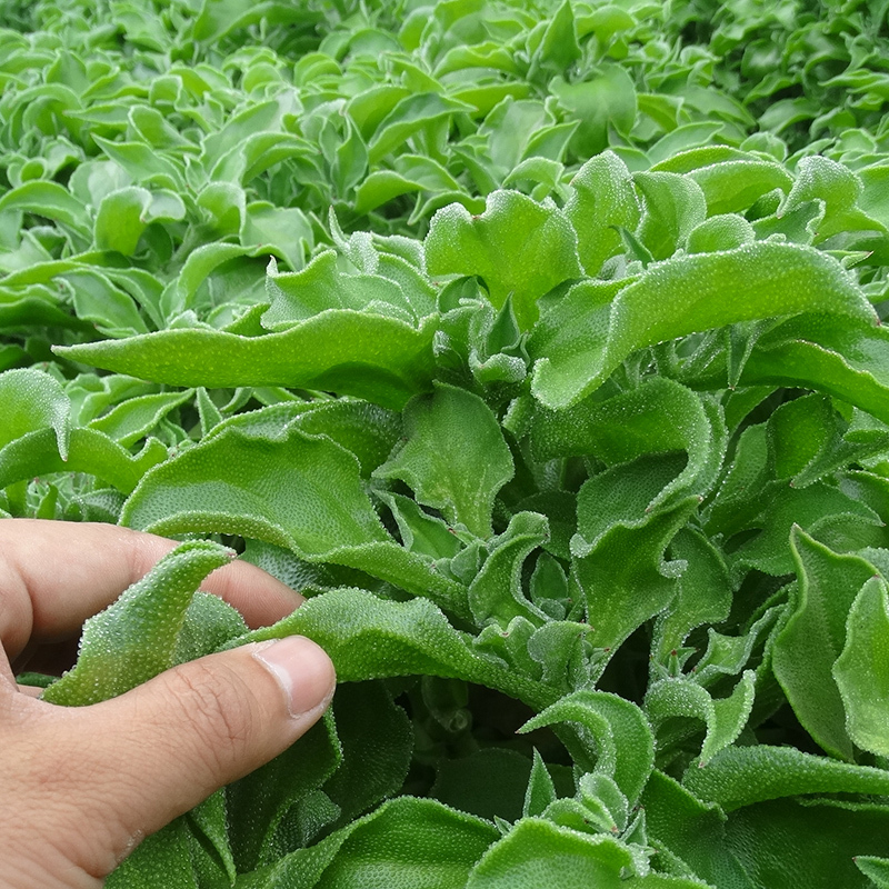 新鲜冰菜 非洲冰草冰叶冰花蔬菜沙拉生吃3斤火锅即食顺丰