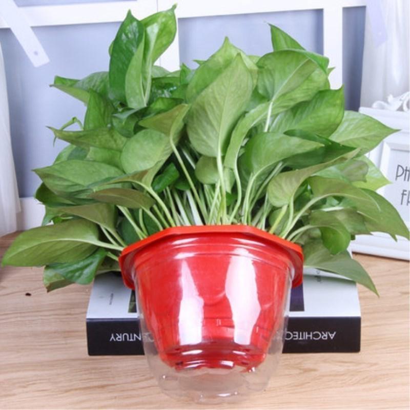 大绿萝室内吸除甲醛兰花卉绿植绿箩抗雾霾小盆栽植物红色六角绿萝株20株自动吸水盆绿萝