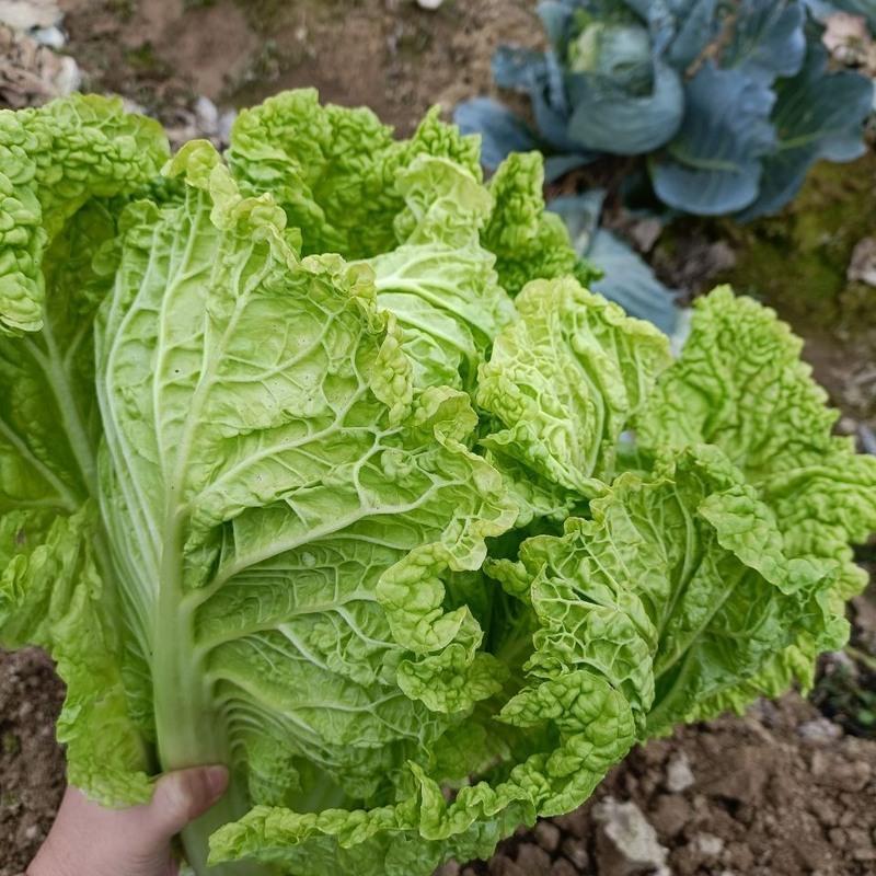 赛卡伊贵州白菜青麻叶白菜新鲜蔬菜火锅白菜农家自种大白菜现摘现发