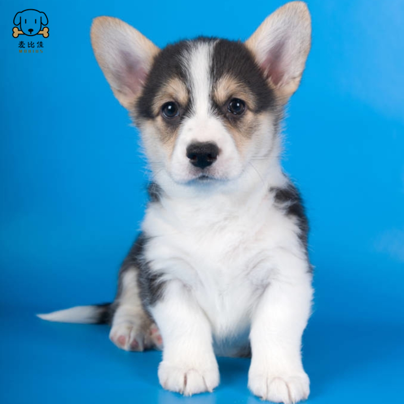 麦比佳柯基犬 活体狗狗幼犬纯种双血统级短腿小柯基双色三色公母可选包健康柯基狗小型宠物狗空运直达视频挑选