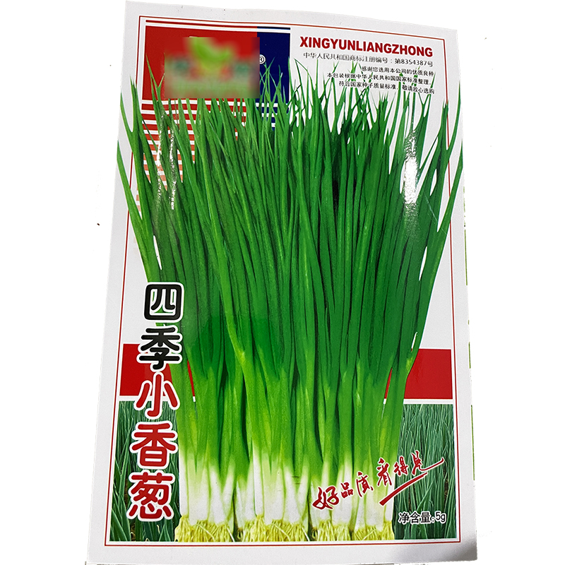 庭院阳台四季小香葱种子盆栽小葱蔬菜种子籽四季播种孑播种开花高清大图