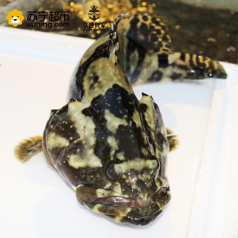 冰鲜 海南龙胆石斑鱼 600g 1条 海鲜水产