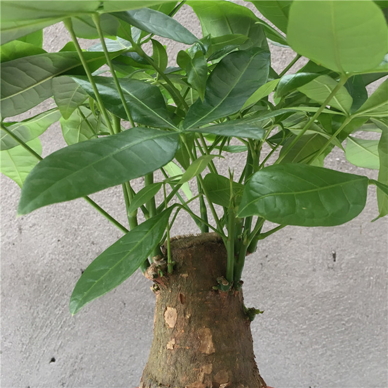发财树90#(粗4~5cm) 含盆 发财树盆栽开业喜庆绿植摇钱树招财树室内办公室客厅吸甲醛