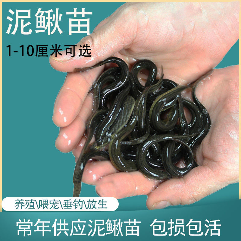 小泥鳅苗鲜活乌龟活鱼饲料钓翘嘴鱼养殖好活耐养淡水鱼苗批发观赏 30条无 1-3cm