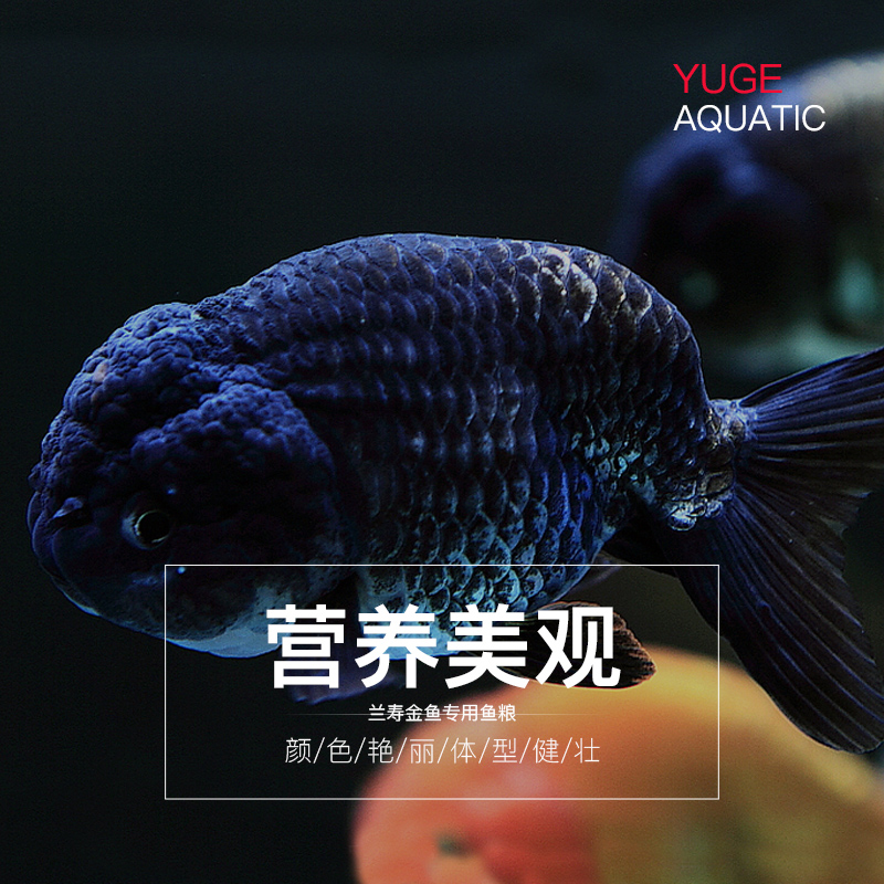 锦鲤饲料金鱼饲料鱼饲料小颗粒蝴蝶鲤兰寿饲料鱼饲料小颗粒通用型高清大图