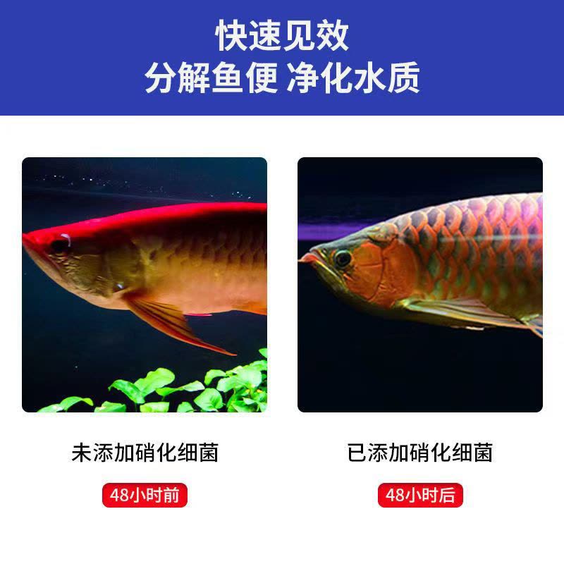 鱼缸硝化细菌硝化菌养鱼用品水族净水剂活菌水质稳定菌王分解活性图片