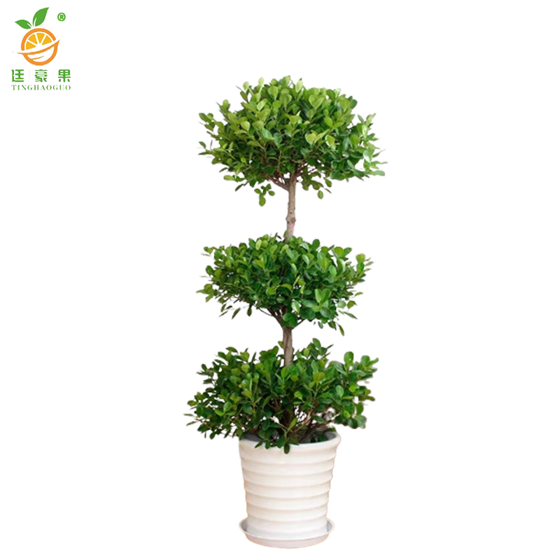 廷豪果 三层榕 1.8-2.0米 /棵高清大图