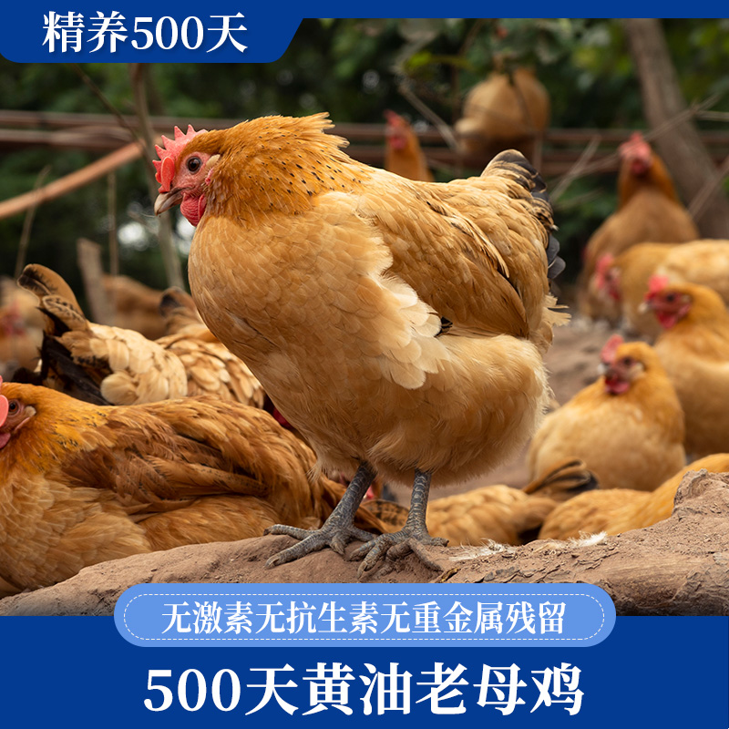 蛋鲜森500天黄油老母鸡1350g±100g/只 顺丰源头直发 黄油老母鸡 2只装