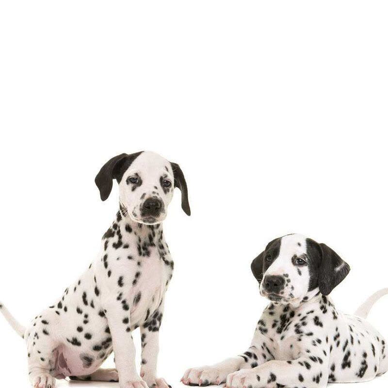 狗狗活体大麦町犬 宠物狗活体幼犬大麦町犬 纯种大麦町犬幼犬 幼崽 大型 公母均有/宠物级/血统级图片