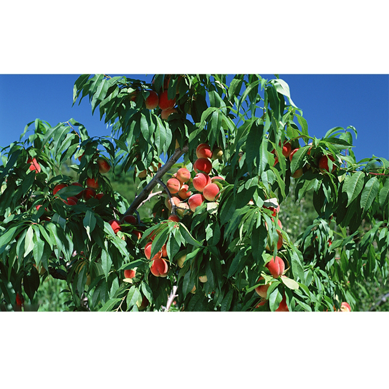 命北京平谷大桃12个装大果单果56两礼盒大桃子水蜜桃新鲜水果