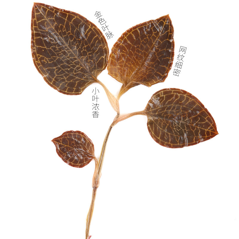 青源堂 金线莲30克 林下整株 金线莲茶 福建南靖礼盒装 花草茶 保健茶饮