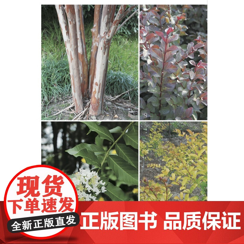1000种彩叶植物识别图鉴(彩图典藏版) 298859 侯元凯,王炜炜, 周桃龙,贾孝利,张根伍,李国红,王钊奇, 周娟