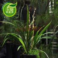 兰花大王兰花苗建兰杂交兰墨兰春兰蕙兰带花苞绿植盆栽小神童