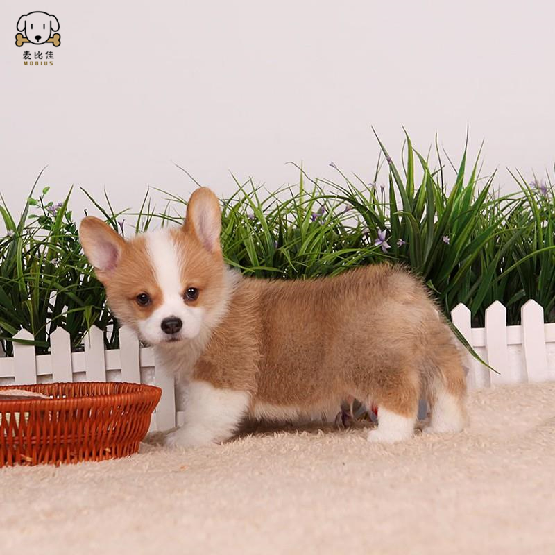 柯基犬幼犬 柯基狗狗活体 纯种血统级双色三色柯基犬小狗 贵族矮脚骑士断尾迷人柯基小体柯基可视频挑选高清大图