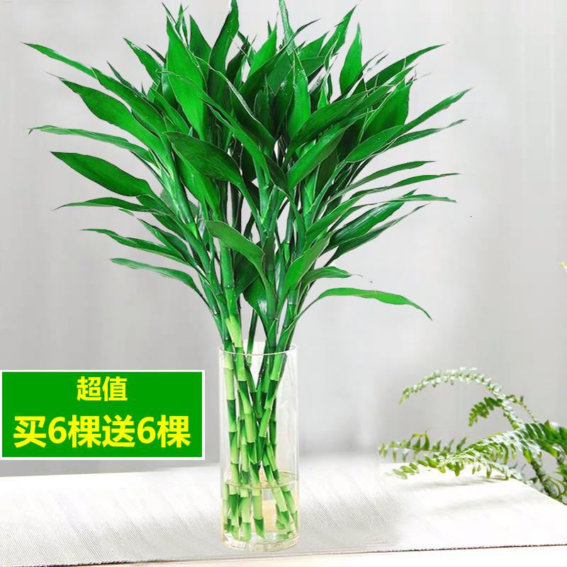 悦芳华富贵竹水养水培植物竹室内绿植花卉客厅办公室观音竹盆栽报价 参数 图片 视频 怎么样 问答 苏宁易购