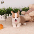柯基犬幼犬 柯基狗狗活体 纯种血统级双色三色柯基犬小狗 贵族矮脚骑士断尾迷人柯基 小体柯基 可视频挑选