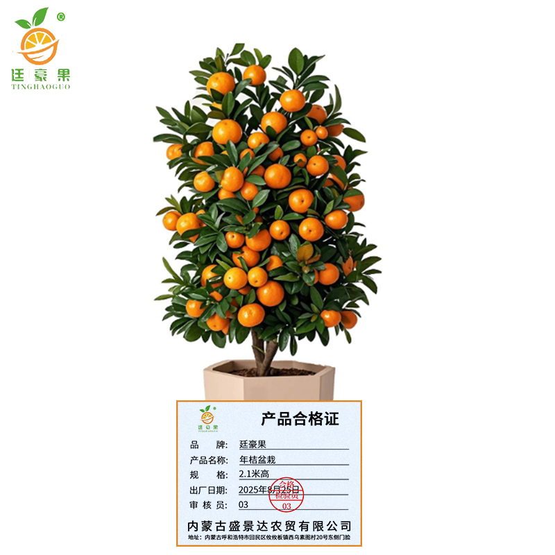 廷豪果 年桔盆栽 2.1米高 /棵高清大图