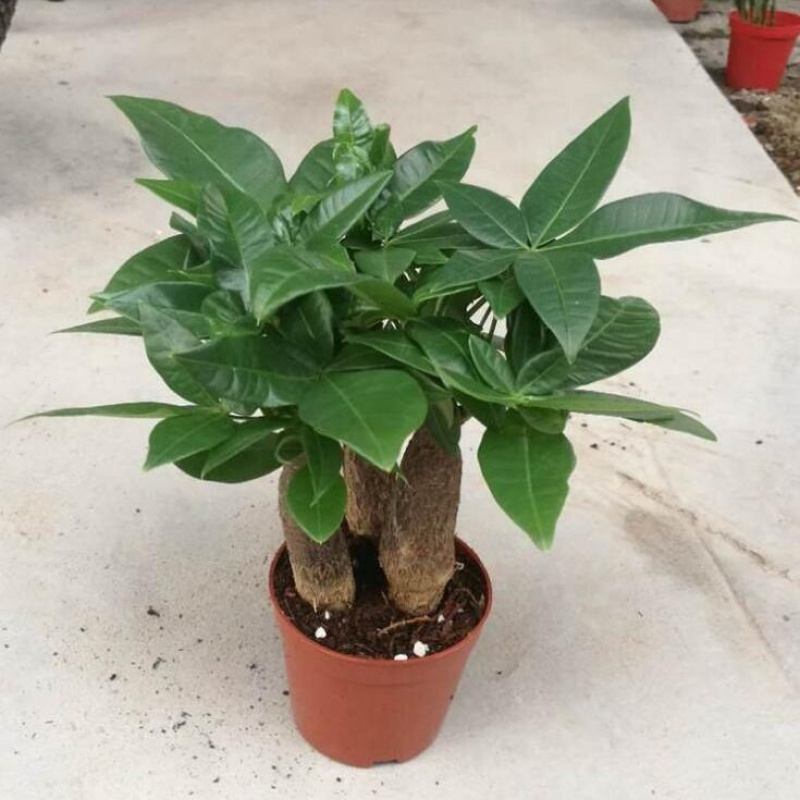 三棵发财树【不含盆】 发财树盆栽室内客厅桌面绿植小盆景大发财树苗