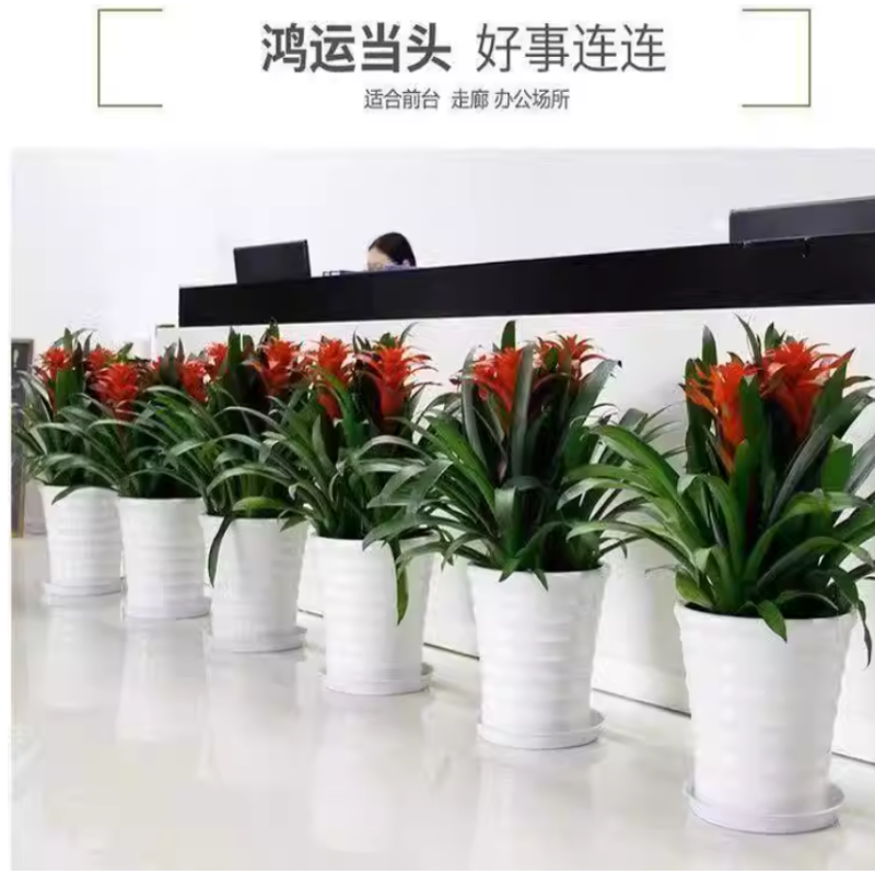 诚智旺 鸿运当头 YDT-1/盆高清大图