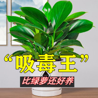 [补贴10%]金钻盆栽植物铂金钻绿萝箩水培大叶绿植多肉办公室内懒人好养花卉