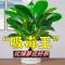 [补贴10%]金钻盆栽植物铂金钻绿萝箩水培大叶绿植多肉办公室内懒人好养花卉