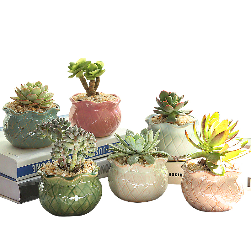 多肉花盆陶瓷特价清仓透气创意肉肉植物大多肉花盆套装组合