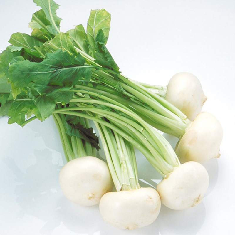 白樱桃小萝卜种子春季秋季冬季四季盆栽阳台大田脆甜水果萝卜种籽